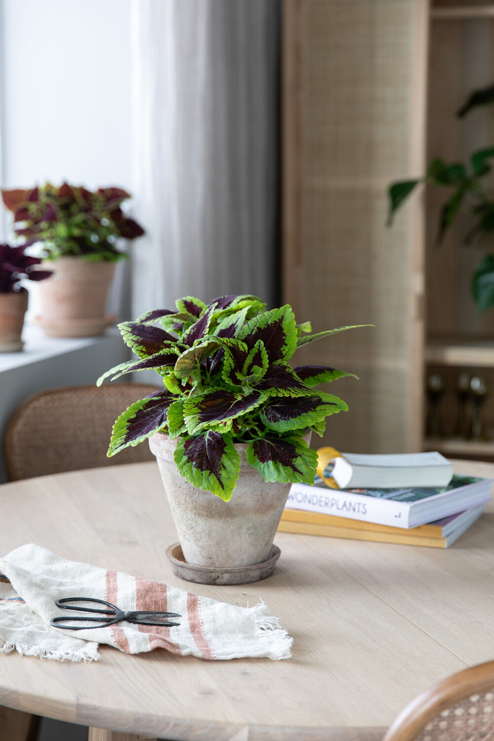 Grønn Coleus Grønn Coleus